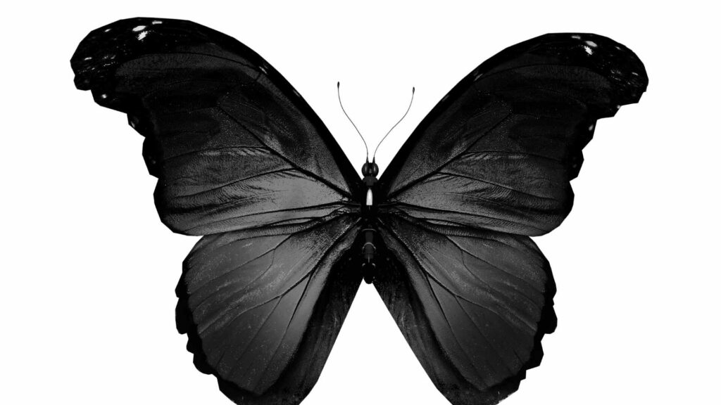 Black Butterfly Spiritual Meaning