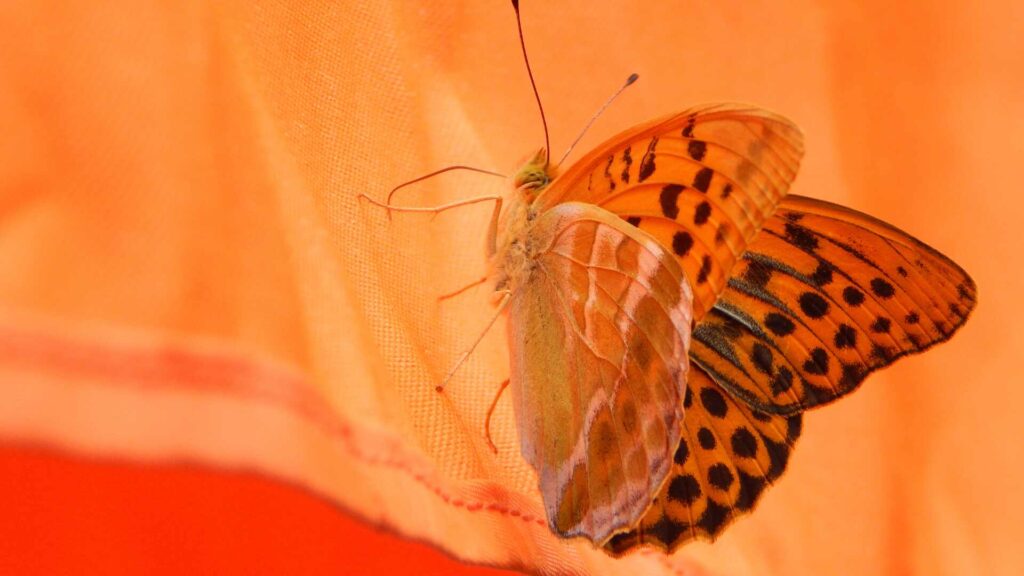 Orange Butterfly Spiritual Meaning