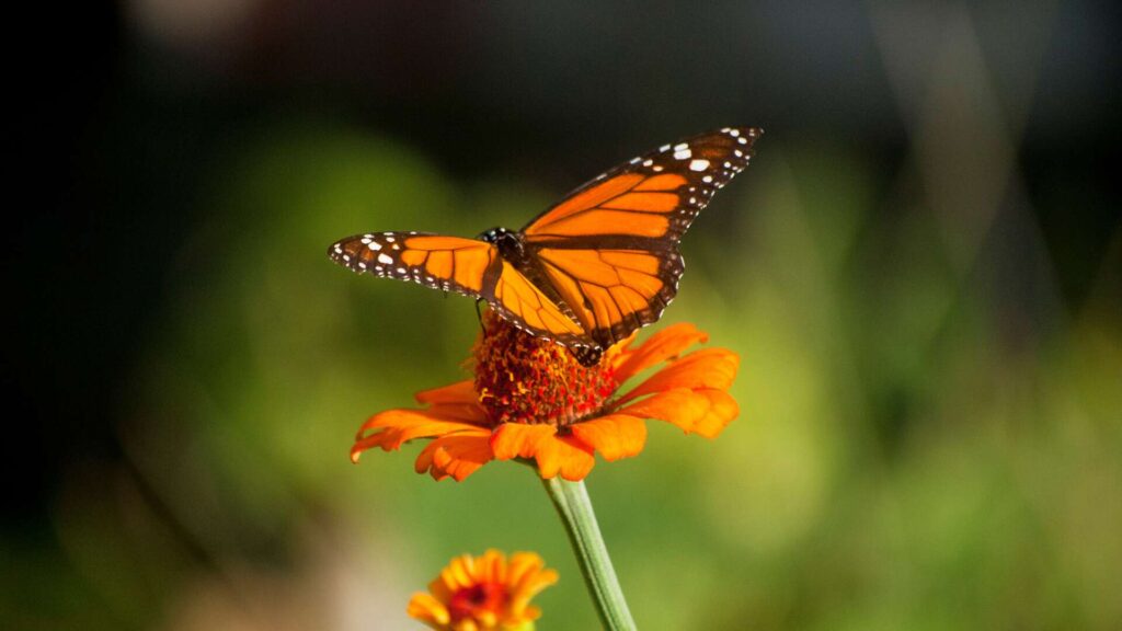 The Orange and Black Butterfly in Different Cultures